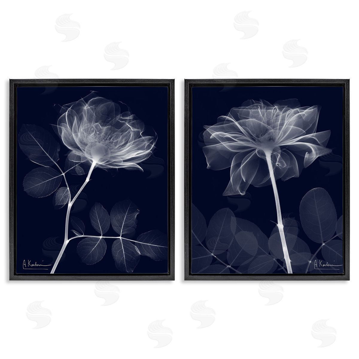 Albert Koetsier X-Ray Blossom on Black Black Floating Frame Canvas Wall Art Print