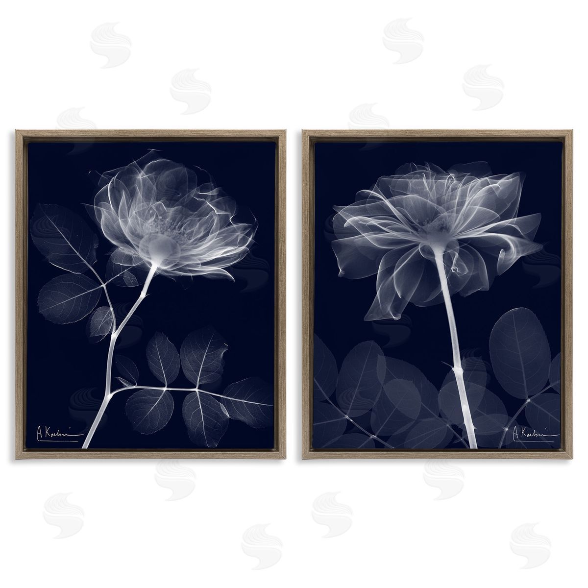Albert Koetsier X-Ray Blossom on Black Brown Floating Frame Canvas Wall Art Print