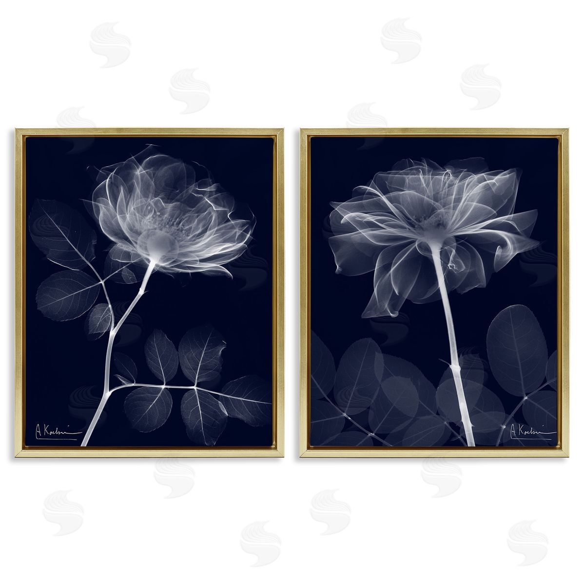 Albert Koetsier X-Ray Blossom on Black Gold Floating Frame Canvas Wall Art Print