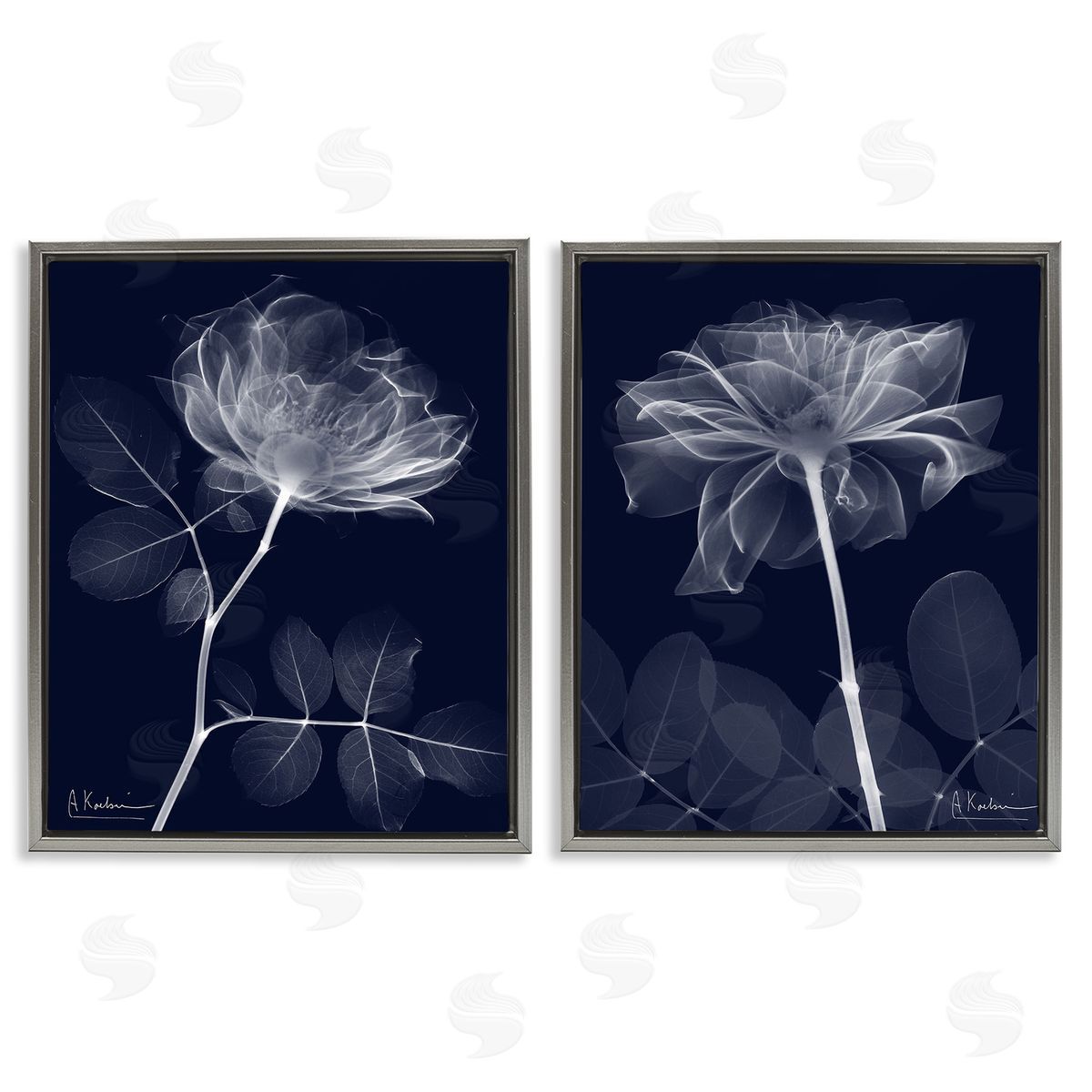 Albert Koetsier X-Ray Blossom on Black Gray Floating Frame Canvas Wall Art Print