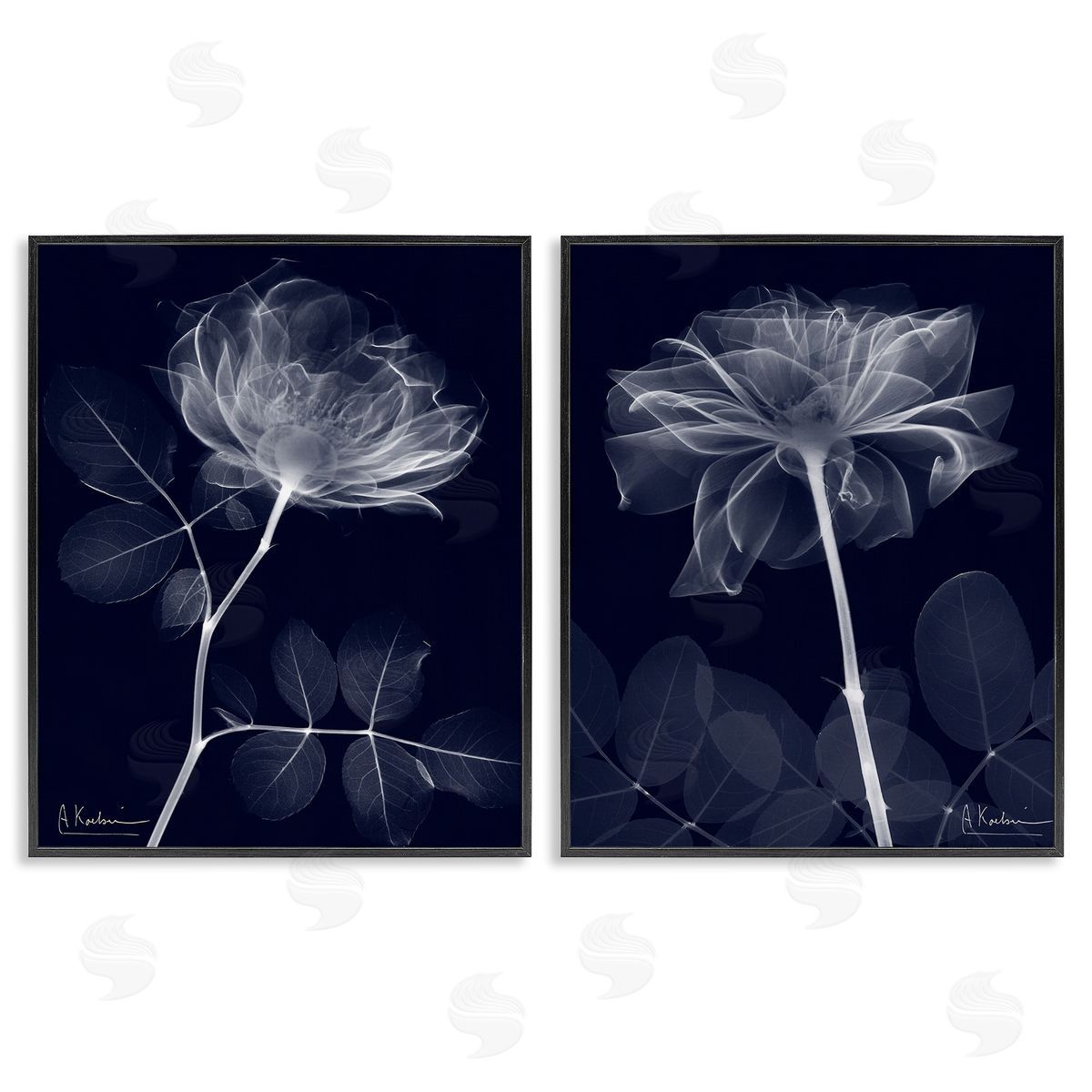 Albert Koetsier X-Ray Blossom on Black Black Framed Giclee Wall Art Print