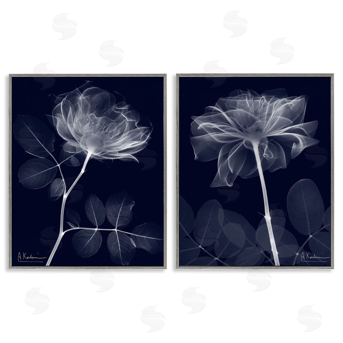 Albert Koetsier X-Ray Blossom on Black Gray Framed Giclee Wall Art Print