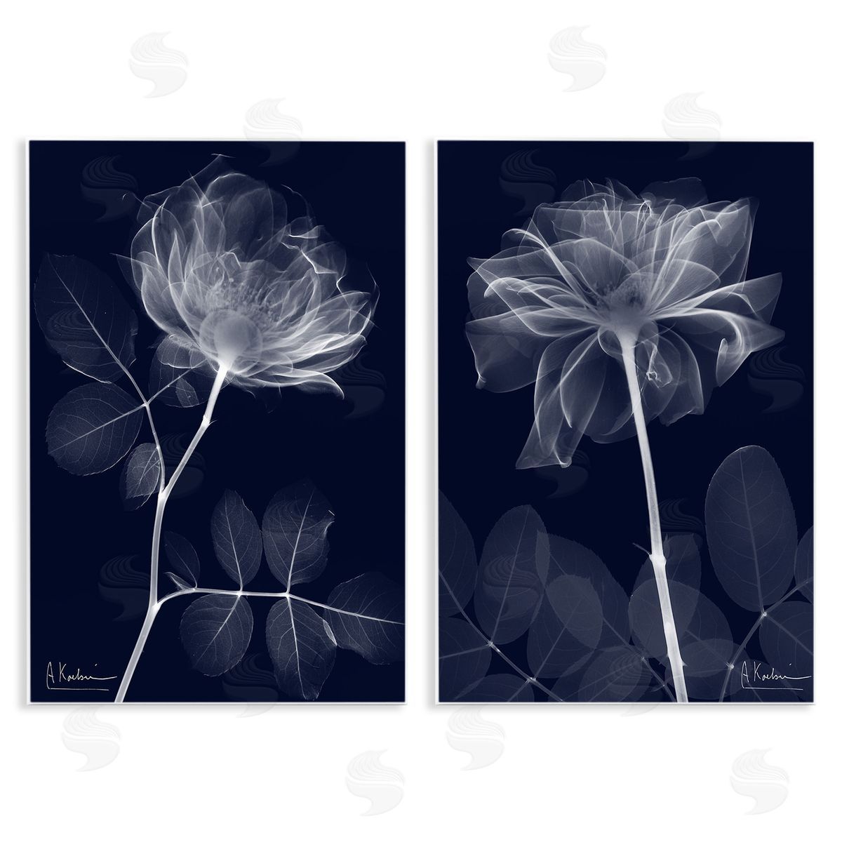 Albert Koetsier X-Ray Blossom on Black Wooden Wall Plaque Art Print
