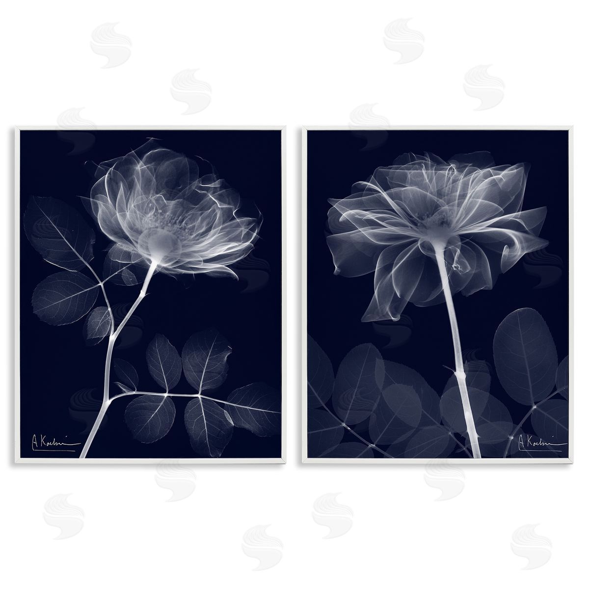 Albert Koetsier X-Ray Blossom on Black White Framed Giclee Wall Art Print