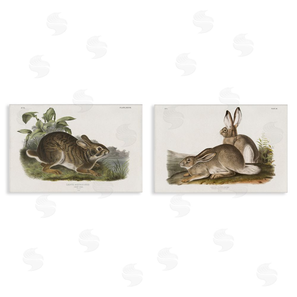 Wild Apple Portfolio Gentle Resting Cottage Rabbit  Canvas Wall Art Print