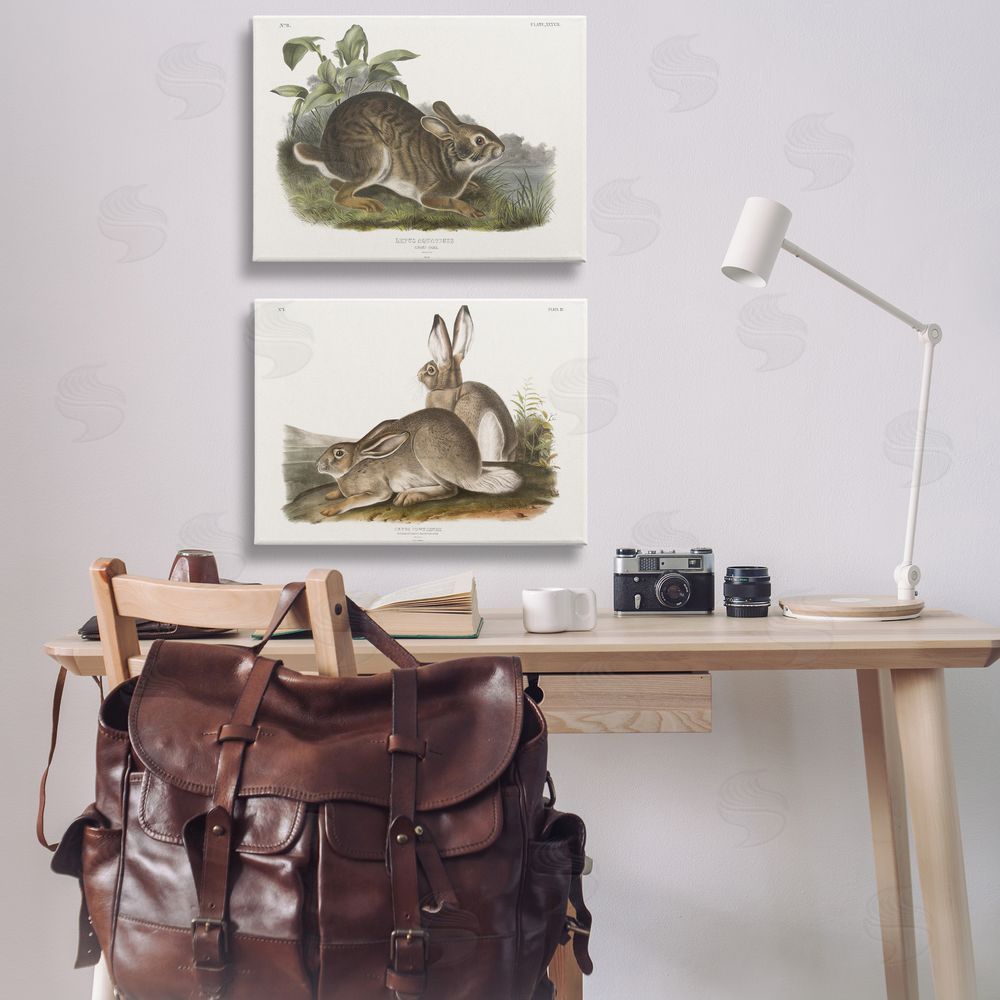 Wild Apple Portfolio Gentle Resting Cottage Rabbit  Canvas Wall Art Print in Room