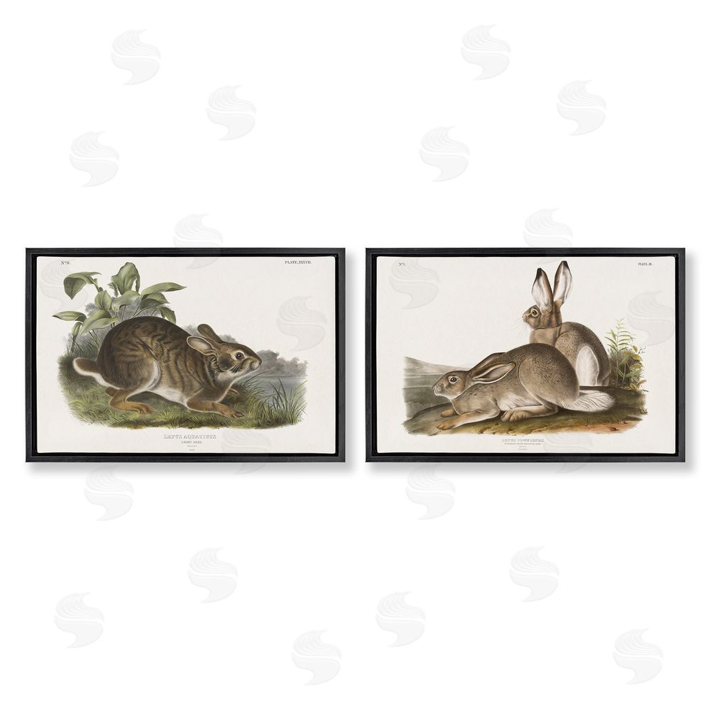 Wild Apple Portfolio Gentle Resting Cottage Rabbit  Black Floating Frame Canvas Wall Art Print