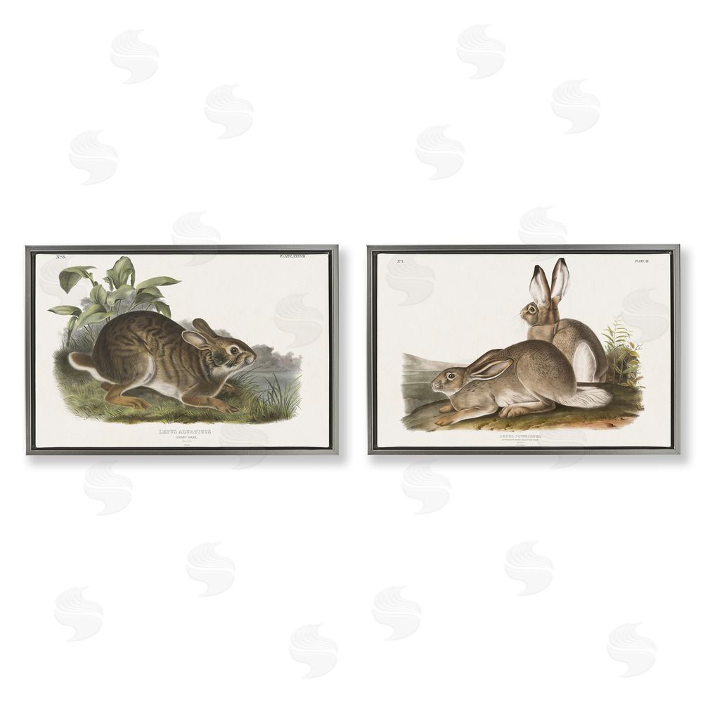 Wild Apple Portfolio Gentle Resting Cottage Rabbit  Gray Floating Frame Canvas Wall Art Print