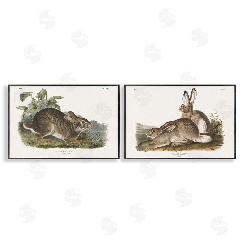 Wild Apple Portfolio Gentle Resting Cottage Rabbit  Black Framed Giclee Wall Art Print