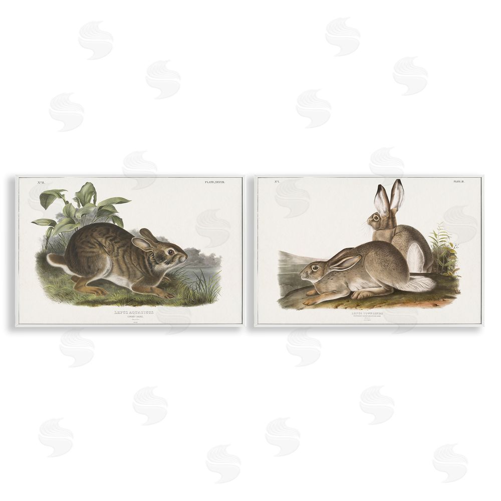 Wild Apple Portfolio Gentle Resting Cottage Rabbit  White Framed Giclee Wall Art Print
