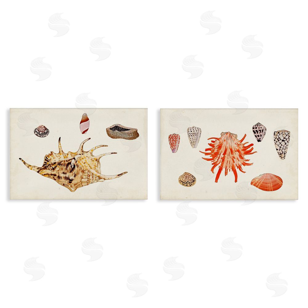 Vision Studio Antique Shell Anthology Canvas Wall Art Print
