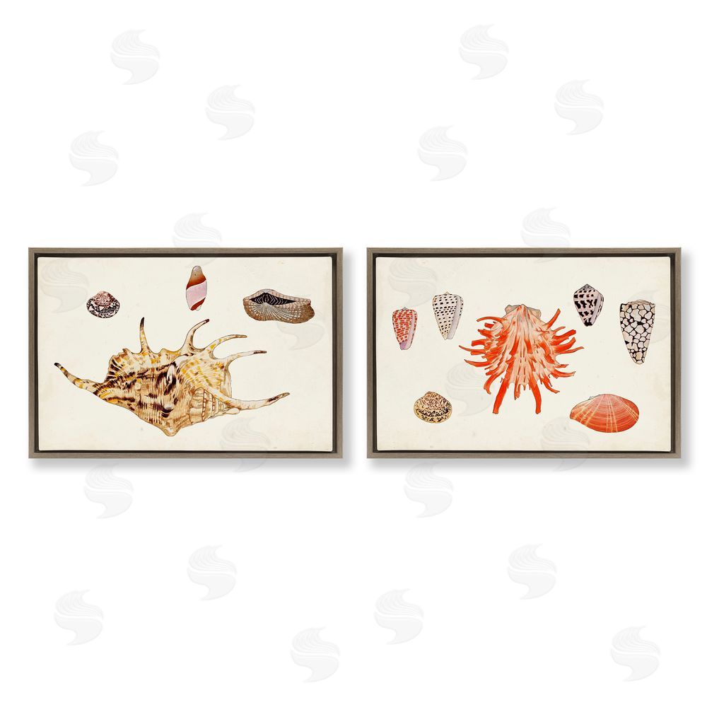 Vision Studio Antique Shell Anthology Brown Floating Frame Canvas Wall Art Print