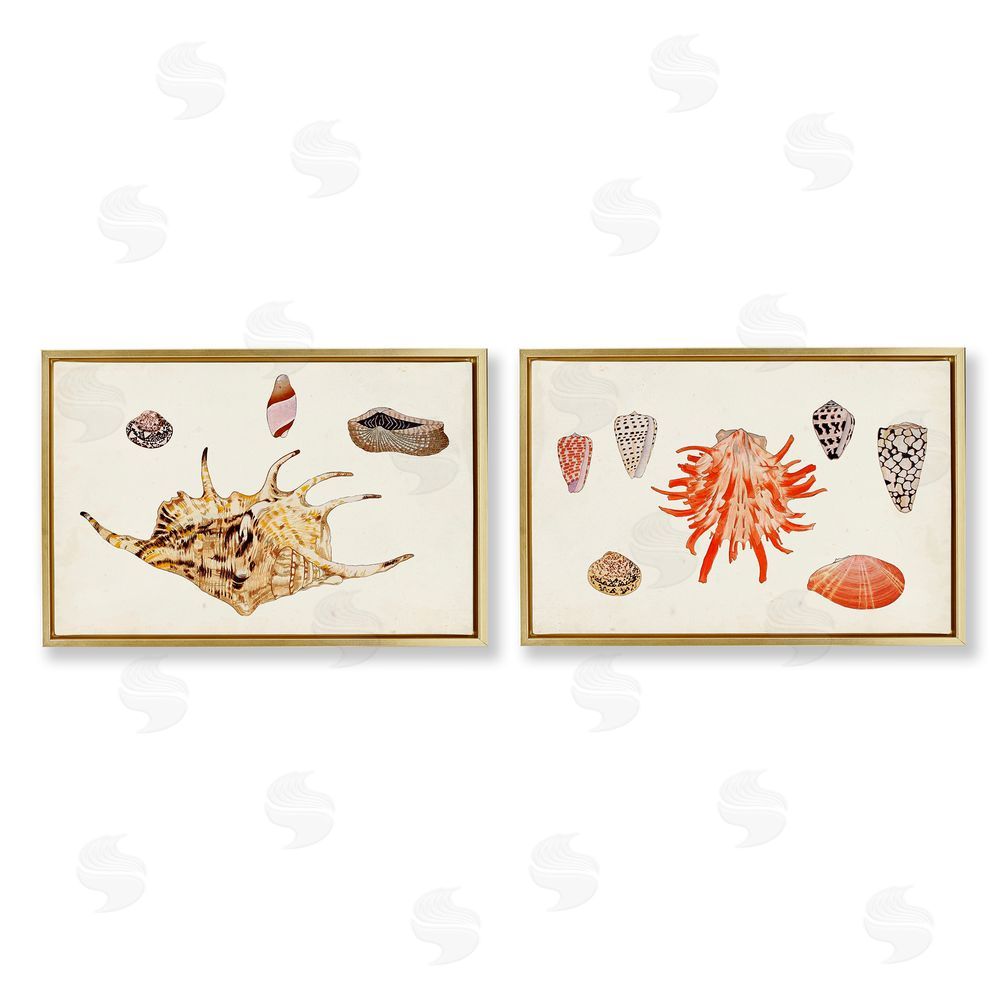 Vision Studio Antique Shell Anthology Gold Floating Frame Canvas Wall Art Print
