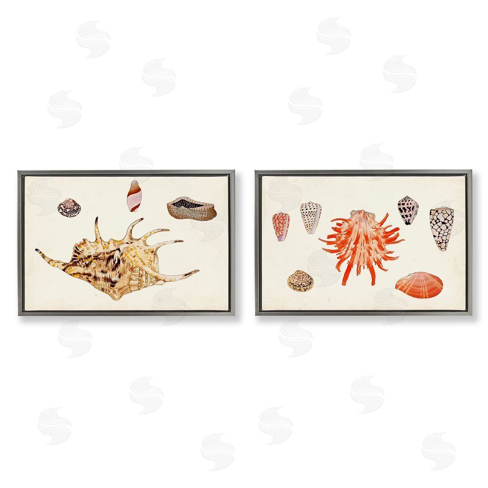 Vision Studio Antique Shell Anthology Gray Floating Frame Canvas Wall Art Print