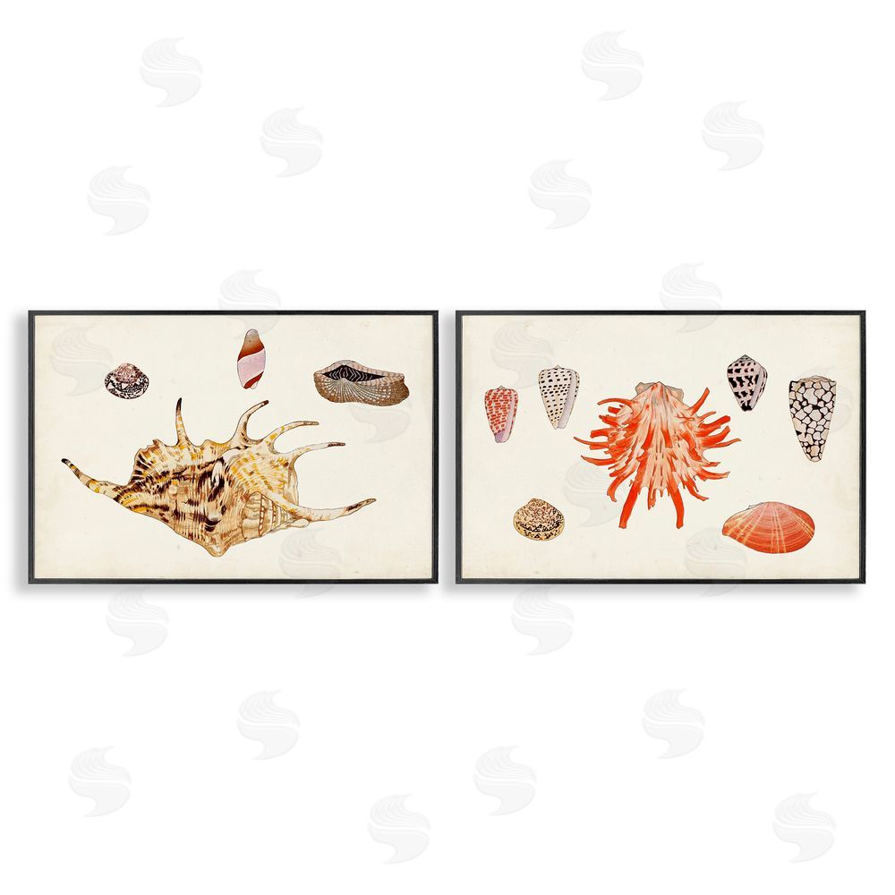 Vision Studio Antique Shell Anthology Black Framed Giclee Wall Art Print