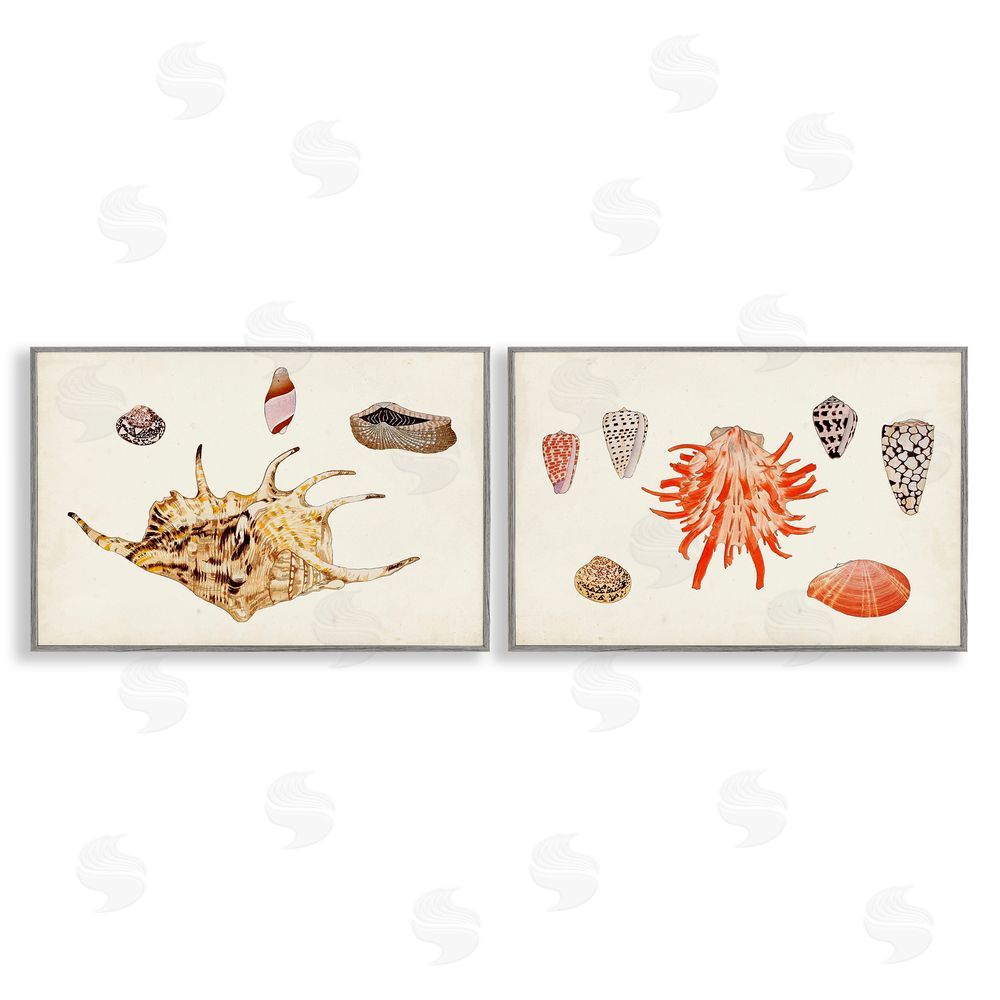 Vision Studio Antique Shell Anthology Gray Framed Giclee Wall Art Print