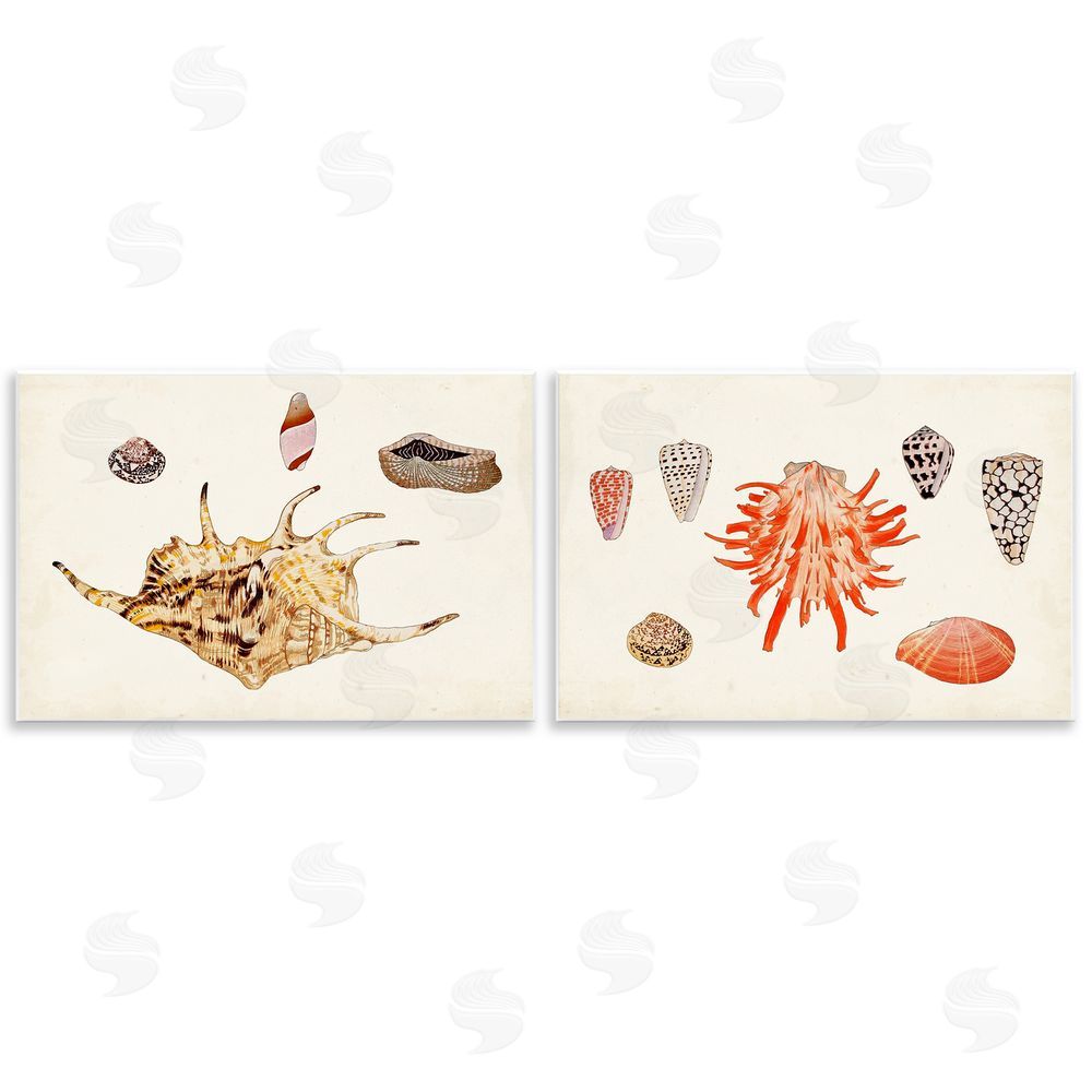 Vision Studio Antique Shell Anthology Wooden Wall Plaque Art Print