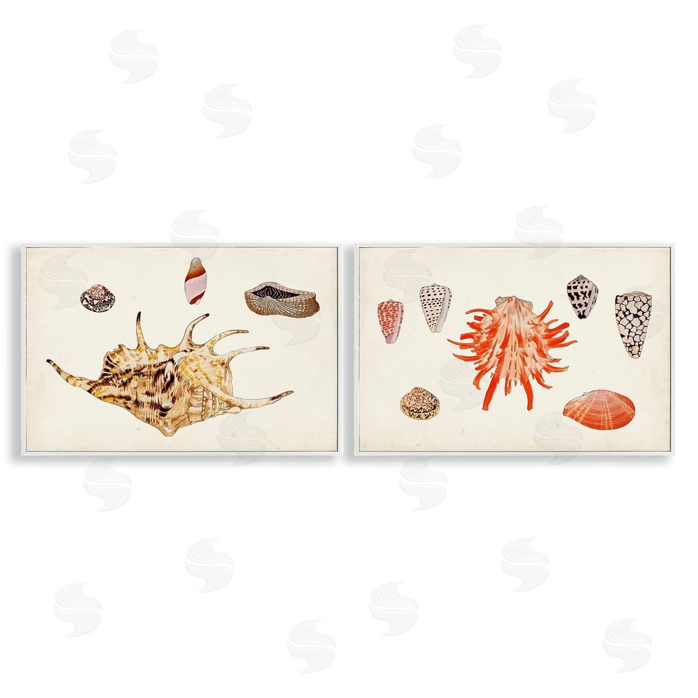 Vision Studio Antique Shell Anthology White Framed Giclee Wall Art Print