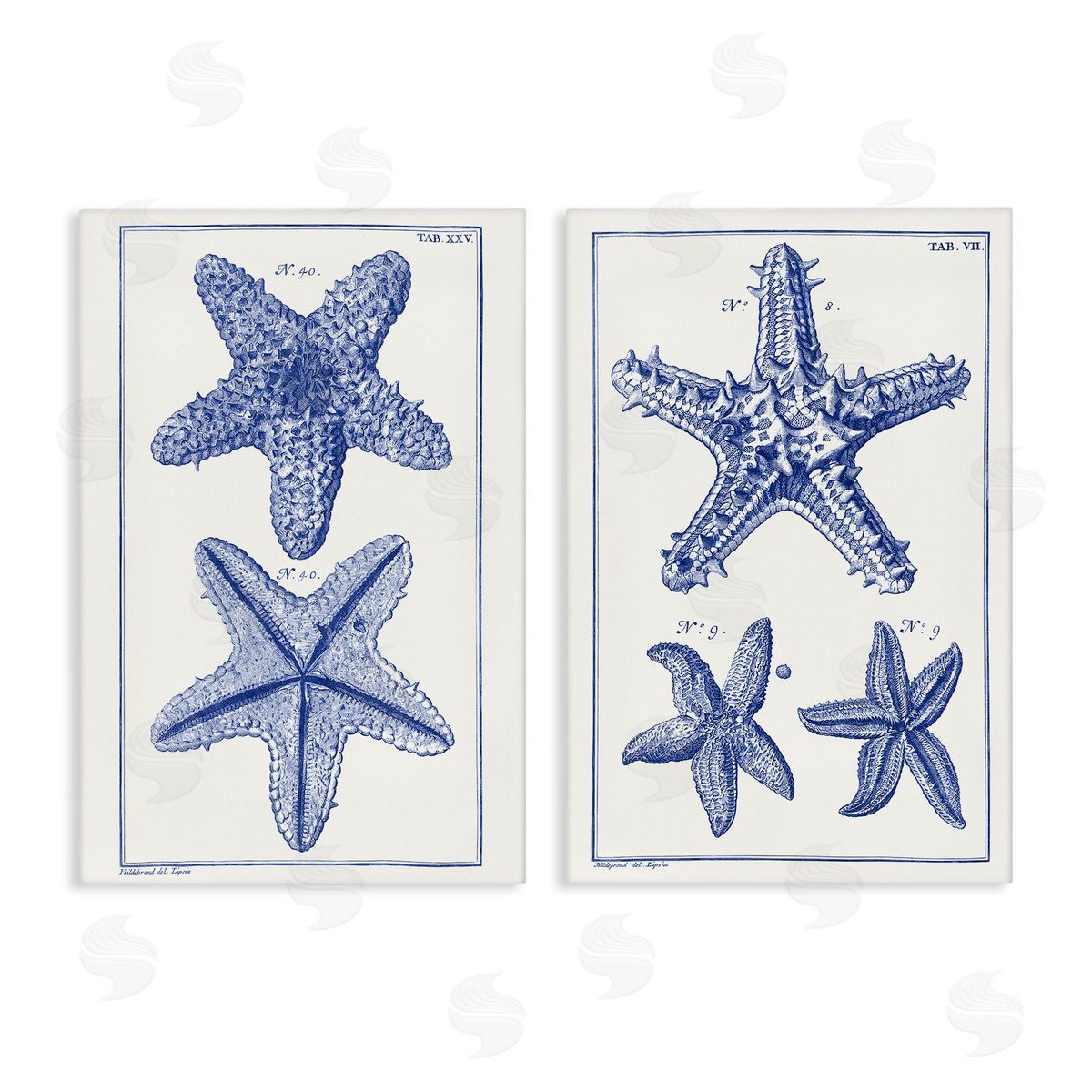 Vision Studio Diagram of a Starfish  Canvas Wall Art Print