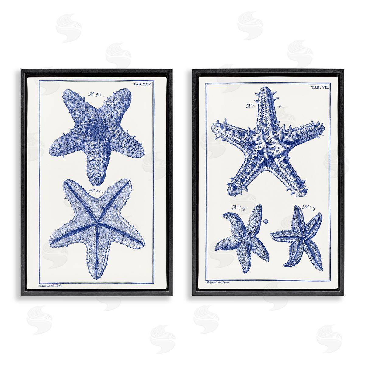 Vision Studio Diagram of a Starfish  Black Floating Frame Canvas Wall Art Print