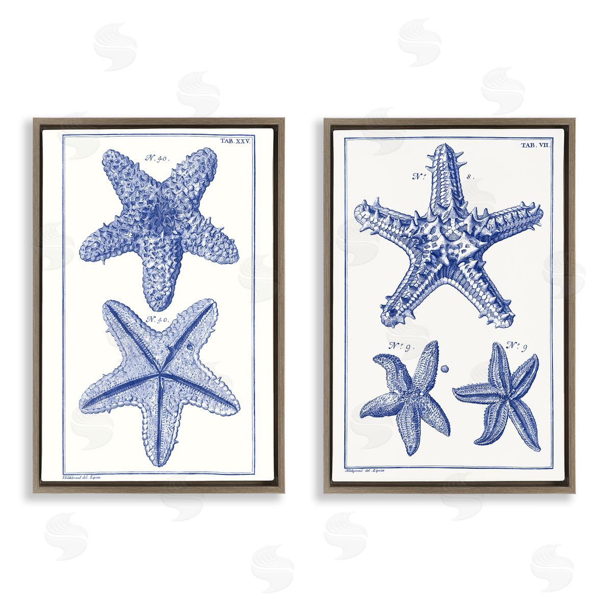 Vision Studio Diagram of a Starfish  Brown Floating Frame Canvas Wall Art Print