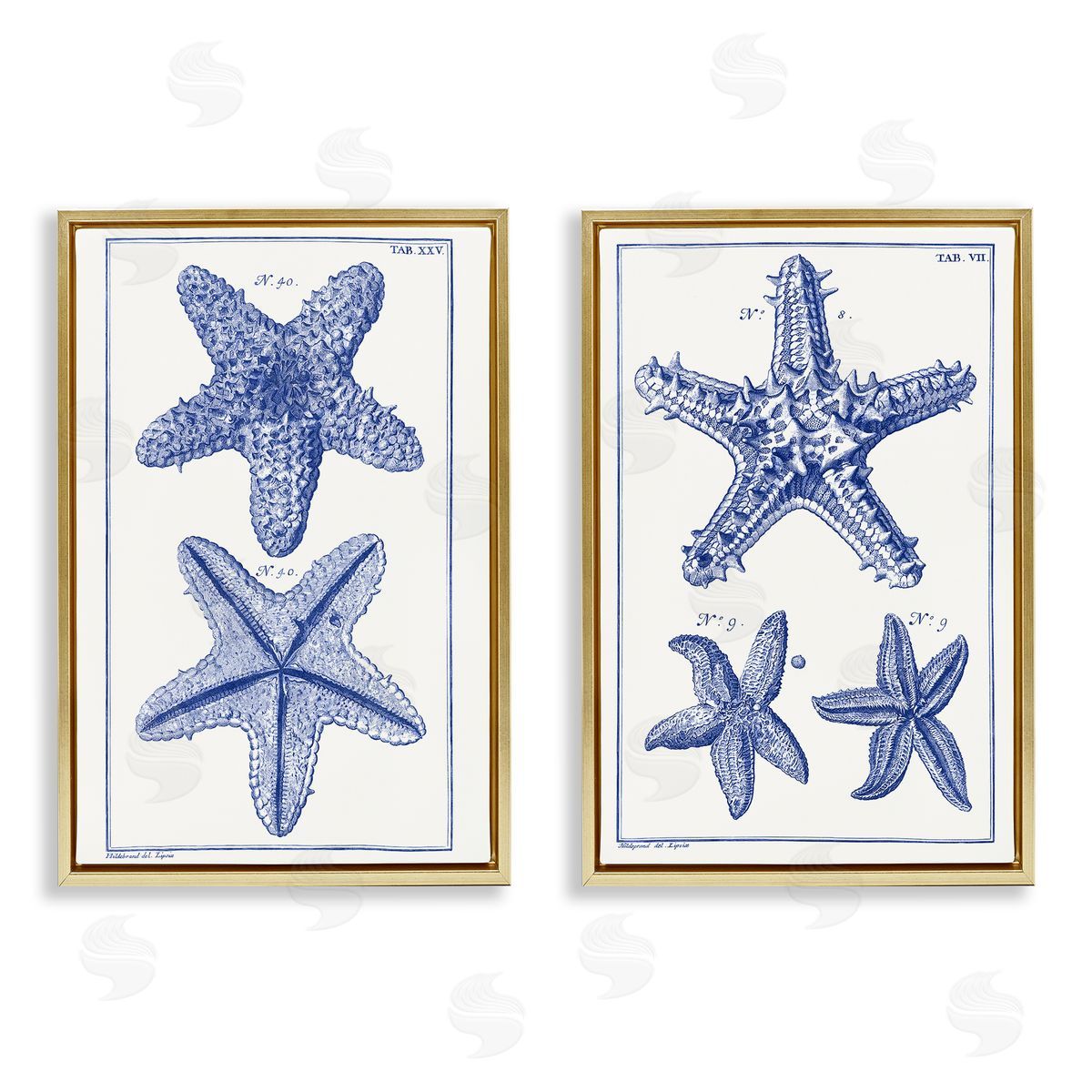 Vision Studio Diagram of a Starfish  Gold Floating Frame Canvas Wall Art Print
