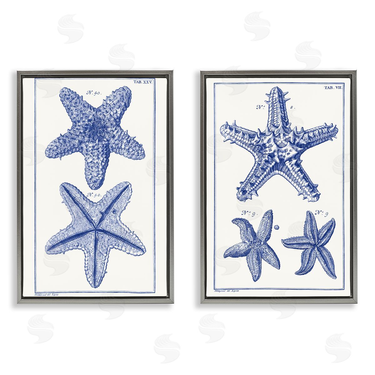 Vision Studio Diagram of a Starfish  Gray Floating Frame Canvas Wall Art Print