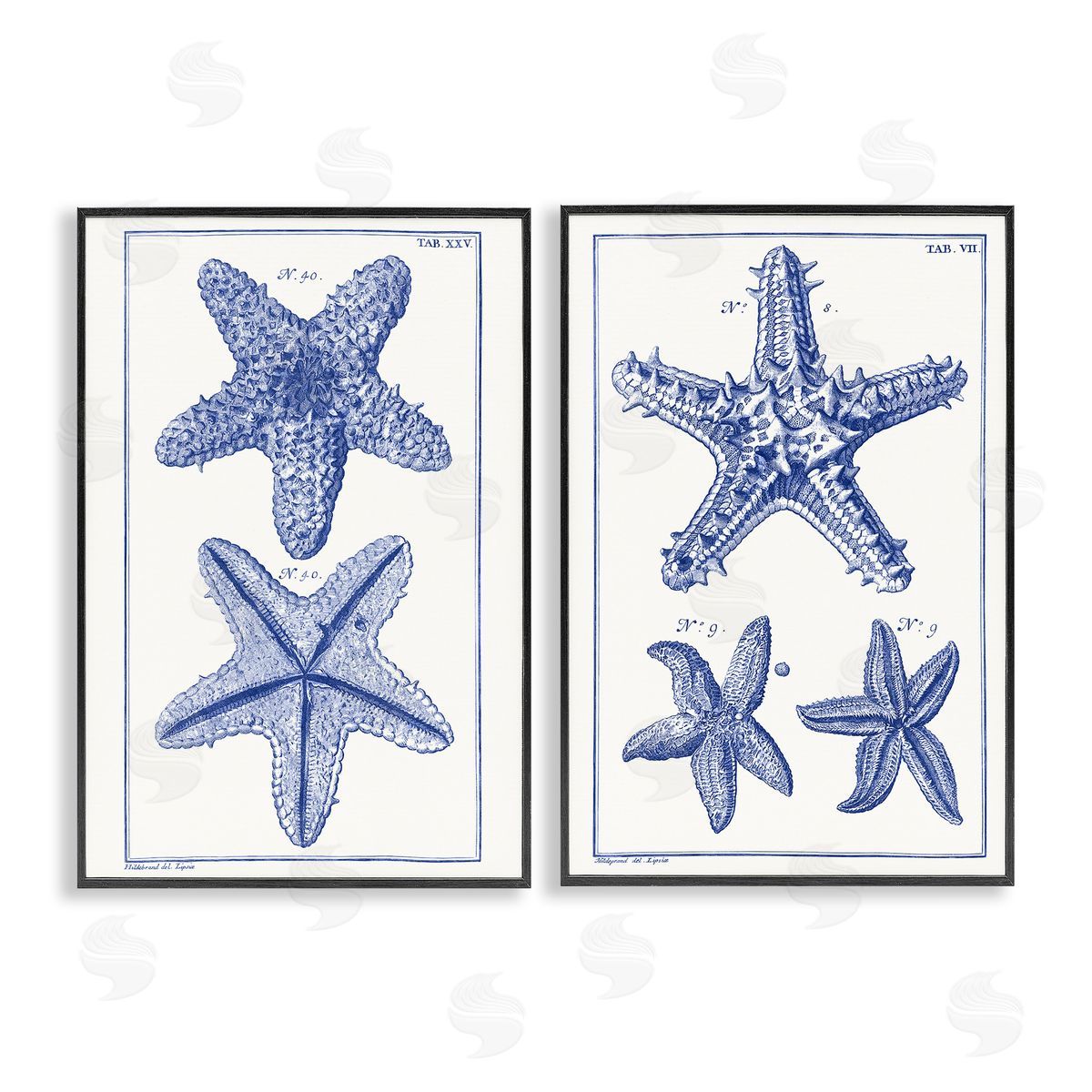 Vision Studio Diagram of a Starfish  Black Framed Giclee Wall Art Print