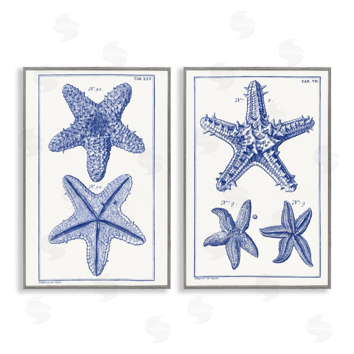 Vision Studio Diagram of a Starfish  Gray Framed Giclee Wall Art Print