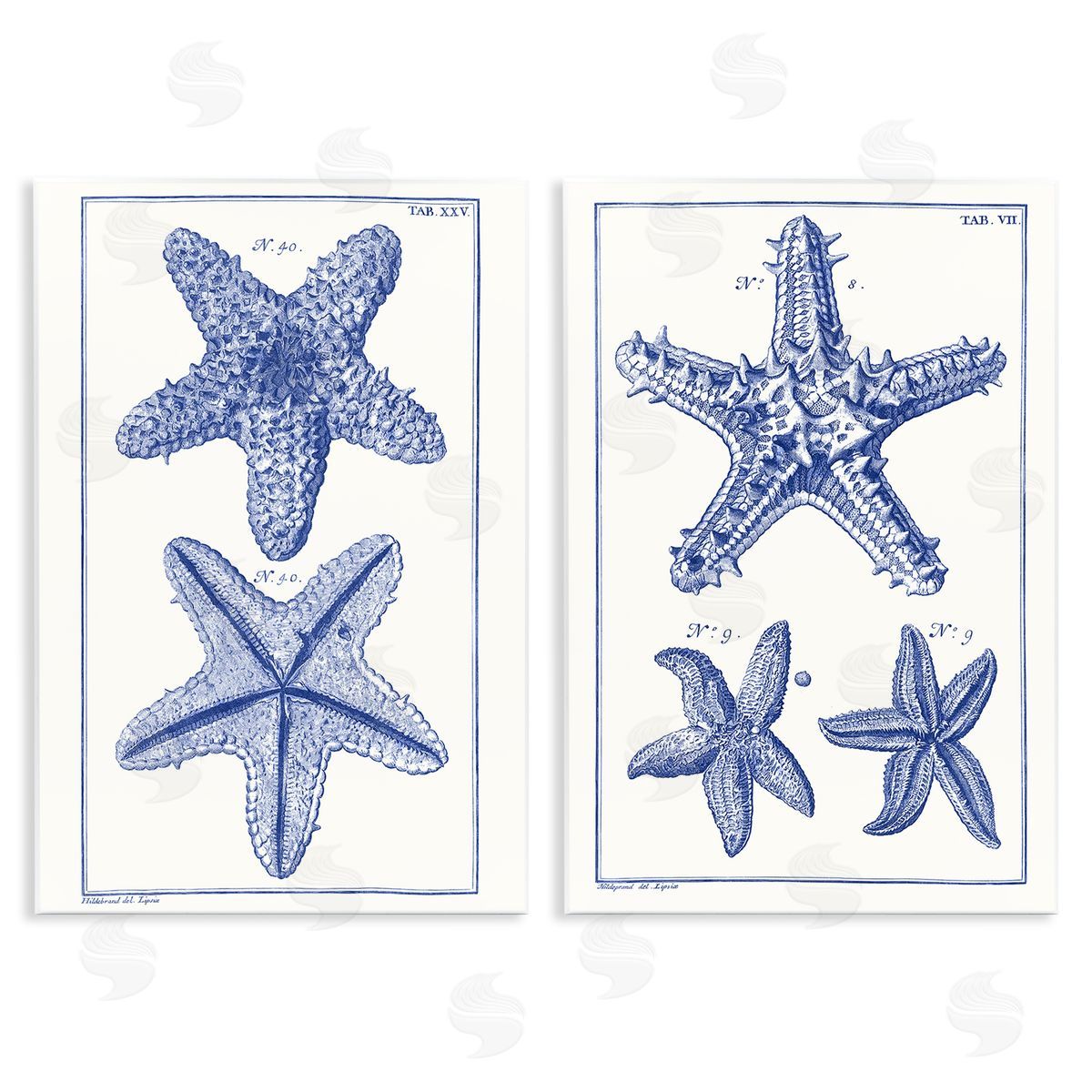 Vision Studio Diagram of a Starfish  Wooden Wall Plaque Art Print