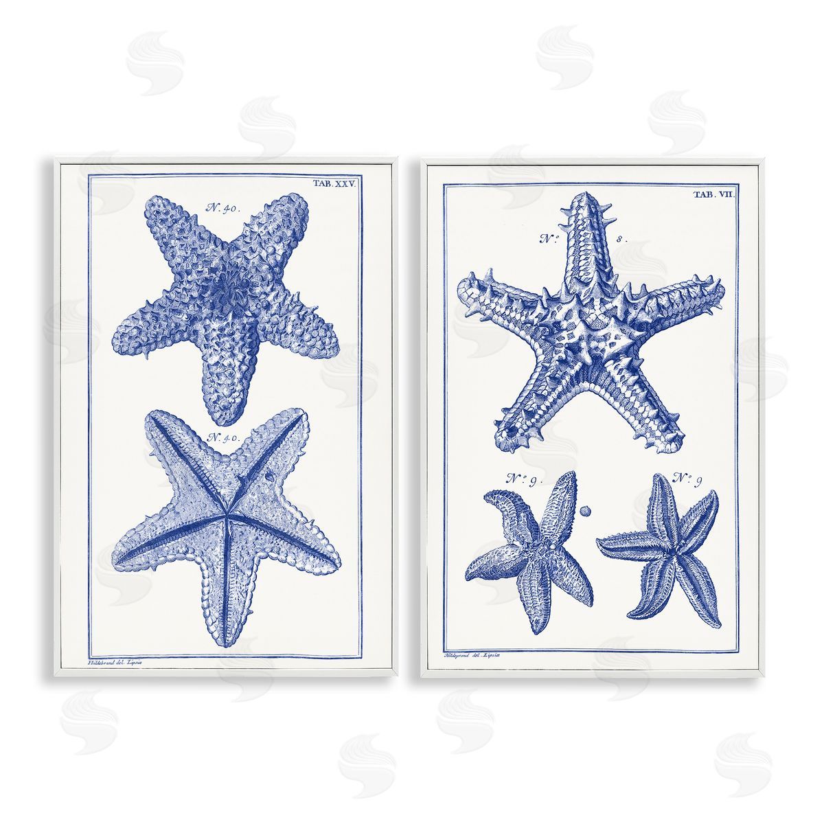 Vision Studio Diagram of a Starfish  White Framed Giclee Wall Art Print