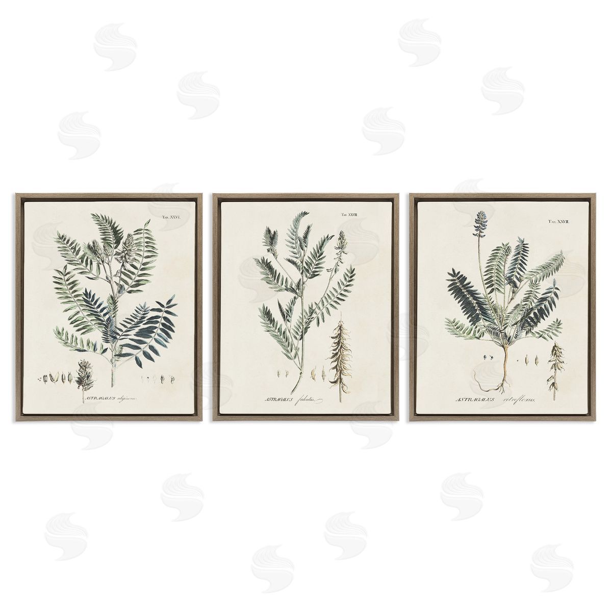 Green Botanical Latin Study Brown Floating Frame Canvas Wall Art, Home Decor by Martini