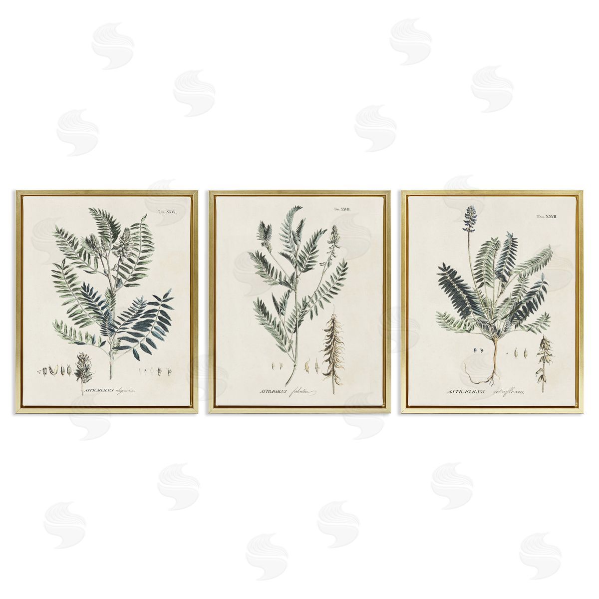 Green Botanical Latin Study Gold Floating Frame Canvas Wall Art, Home Decor by Martini