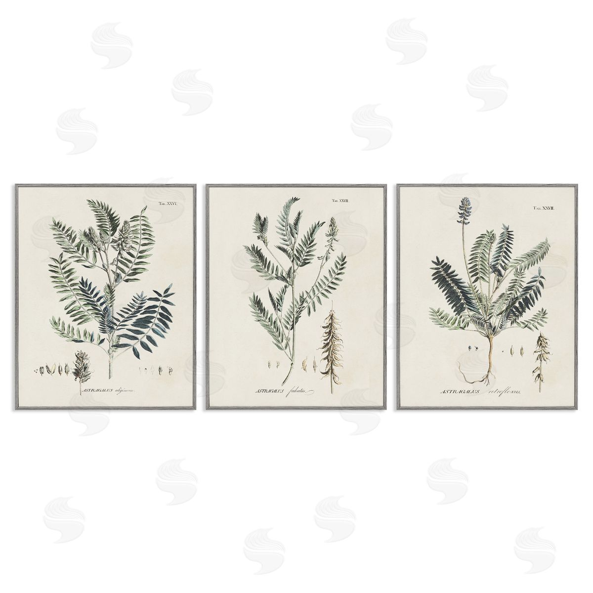 Green Botanical Latin Study Grey Frame Print Wall Art, Home Decor by Martini