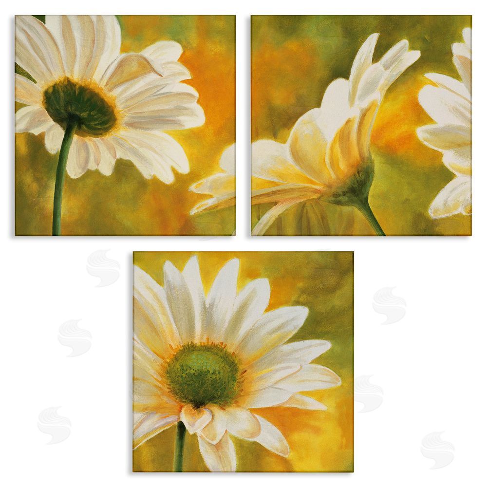 Pierre Viollet Blooming Wild Daisies Field Canvas Wall Art Print