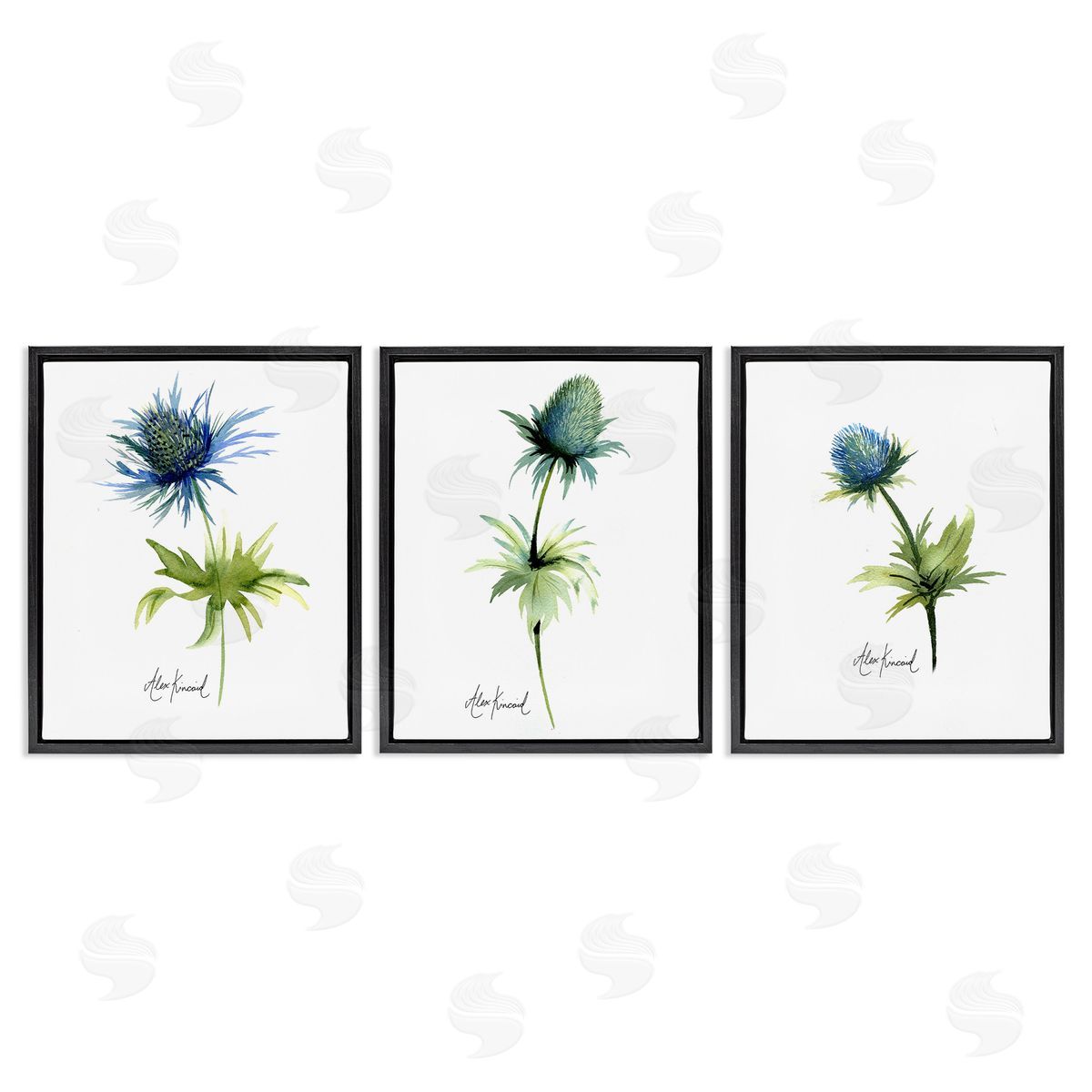 Alexandria Gilbert Kincaid Thistle Watercolors on White Black Floating Frame Canvas Wall Art Print
