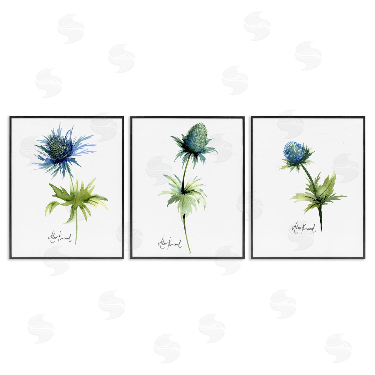 Alexandria Gilbert Kincaid Thistle Watercolors on White Black Framed Giclee Wall Art Print