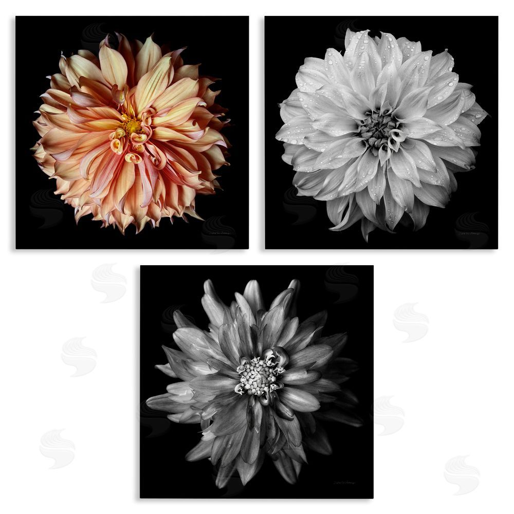 Debra Van Swearingen Detailed Dahlia Photography Canvas Wall Art Print