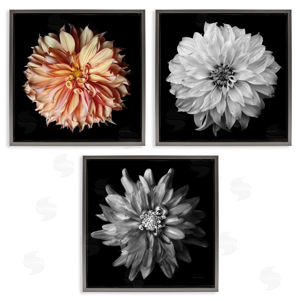 Debra Van Swearingen Detailed Dahlia Photography Gray Floating Frame Canvas Wall Art Print