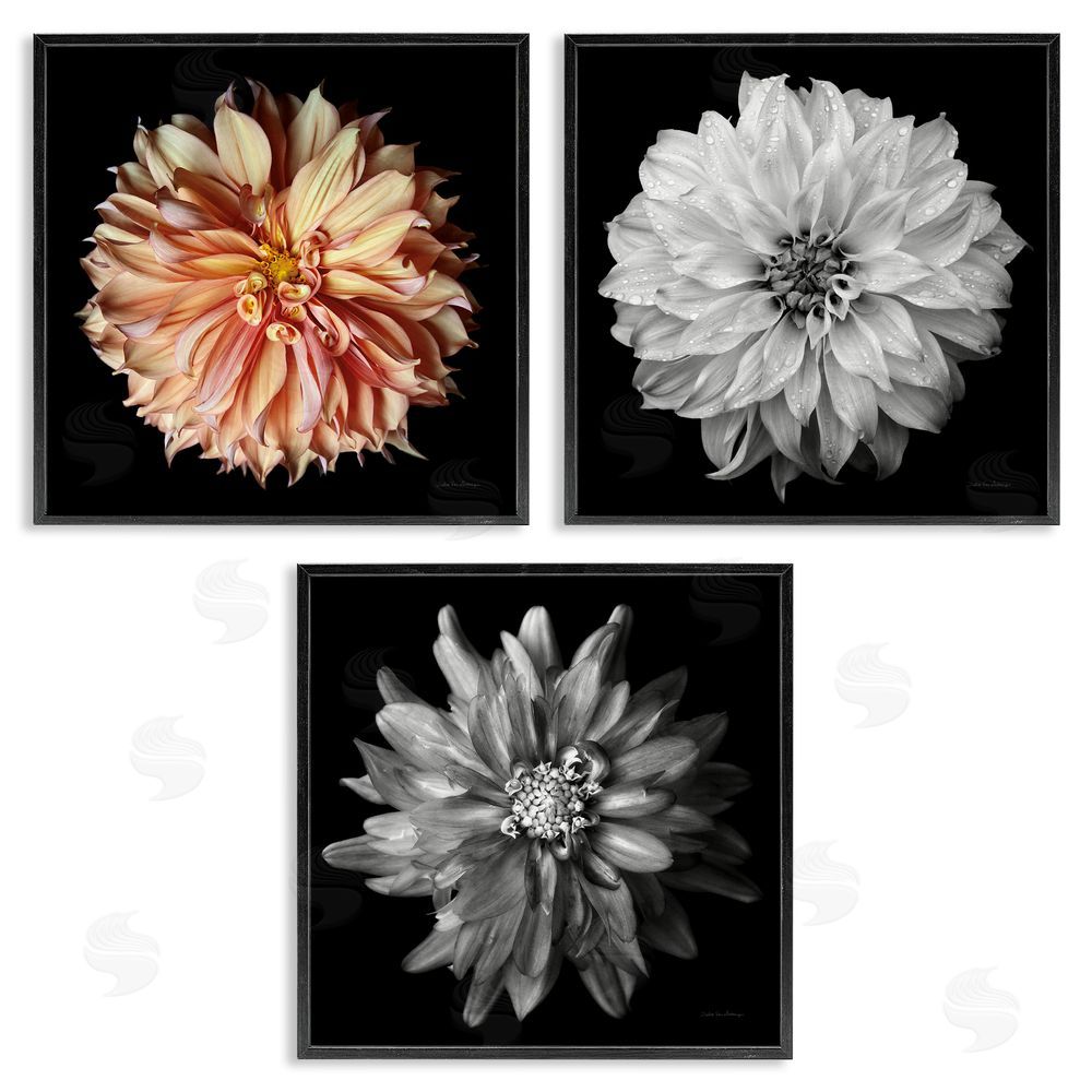Debra Van Swearingen Detailed Dahlia Photography Black Framed Giclee Wall Art Print