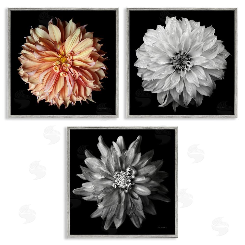 Debra Van Swearingen Detailed Dahlia Photography Gray Framed Giclee Wall Art Print