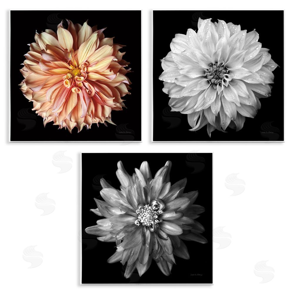 Debra Van Swearingen Detailed Dahlia Photography Wooden Wall Plaque Art Print