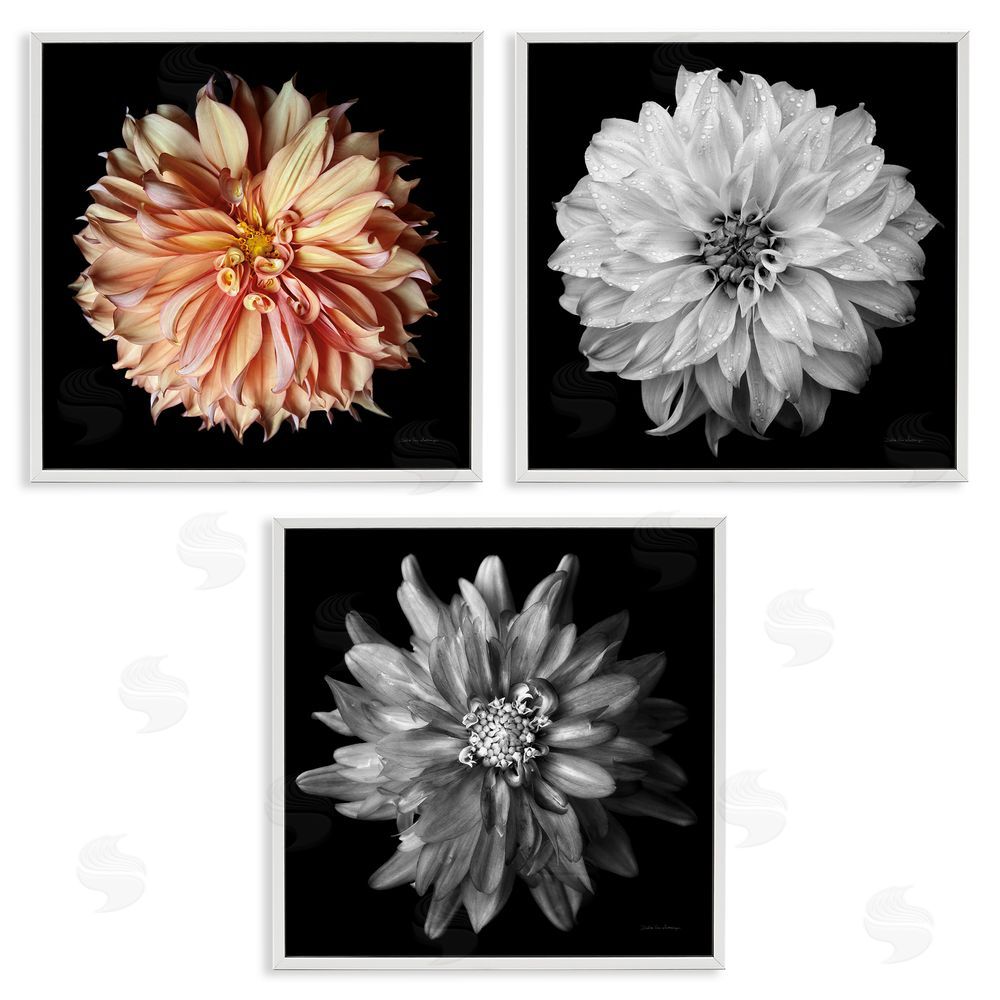 Debra Van Swearingen Detailed Dahlia Photography White Framed Giclee Wall Art Print