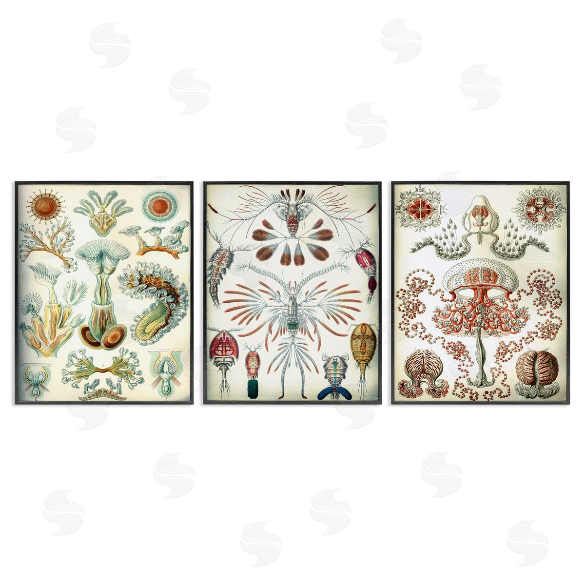 Vintage Microscopic Crustaceans Black Frame Print Wall Art, Home Decor by Graffi*tee Studios