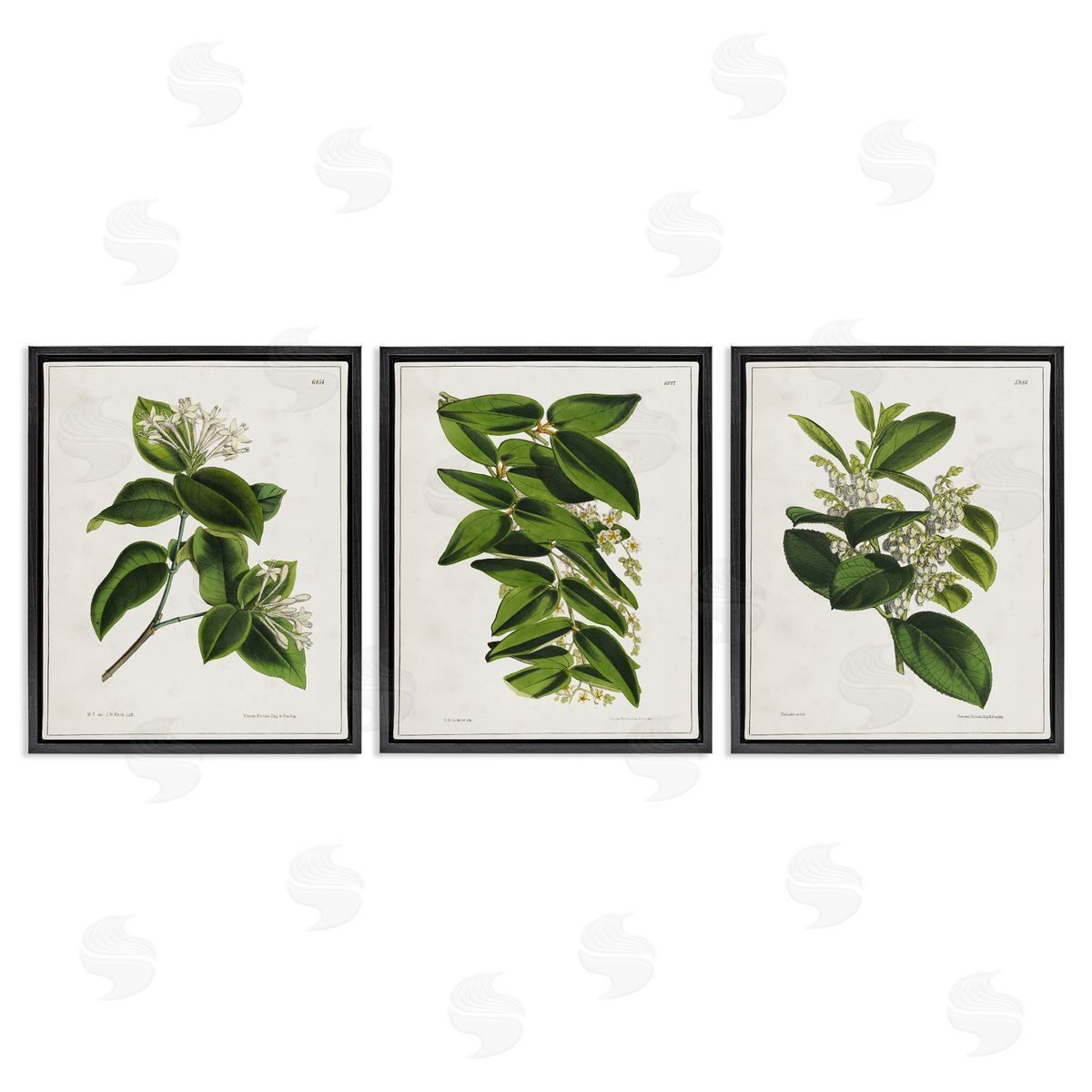 Vintage Forest Flower Studies Black Floating Frame Canvas Wall Art, Home Decor by Tina Higgins Designs, Inc.