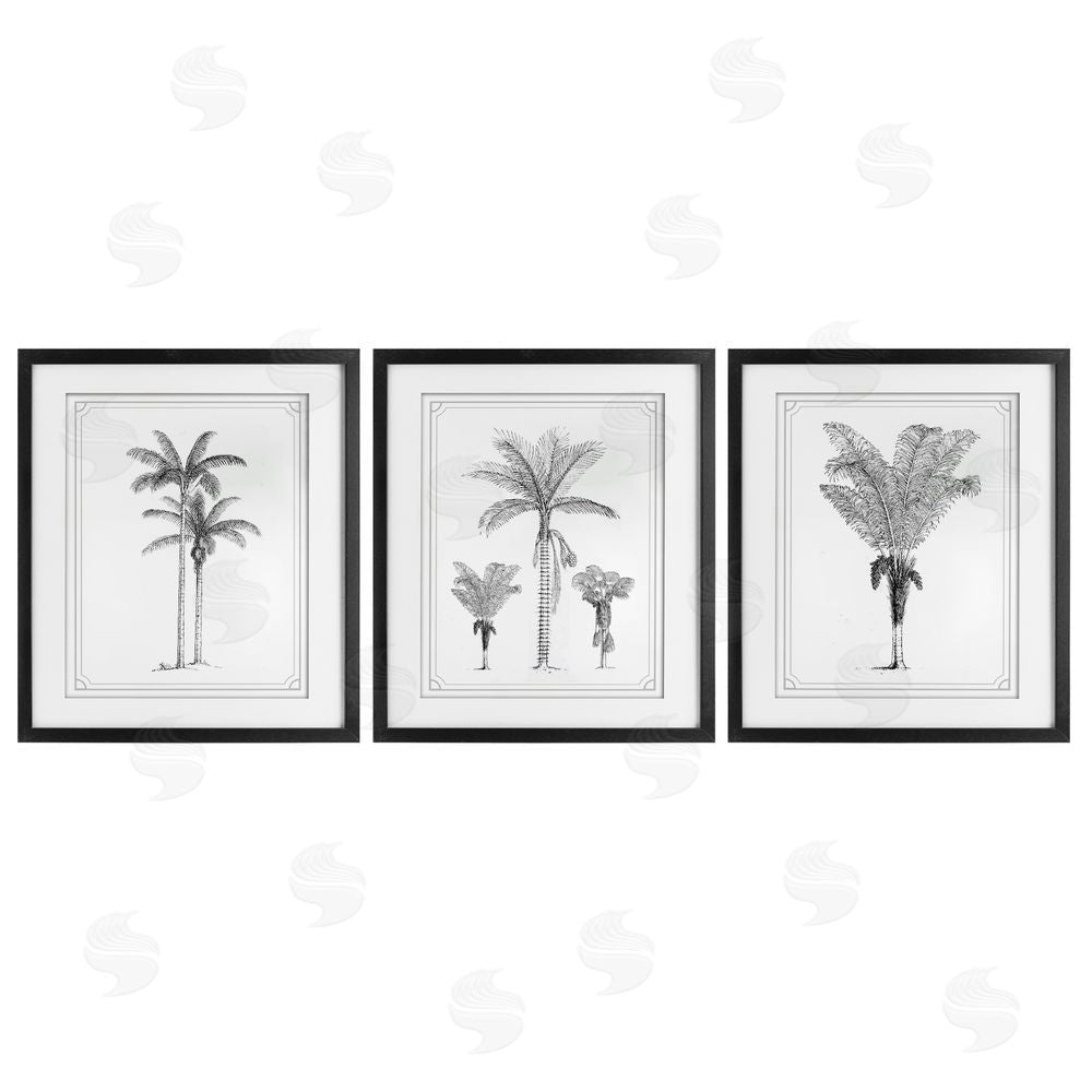 Lettered and Lined Minimal Vintage Palm Tree Sketches Black Framed Print Under Glass Wall Art