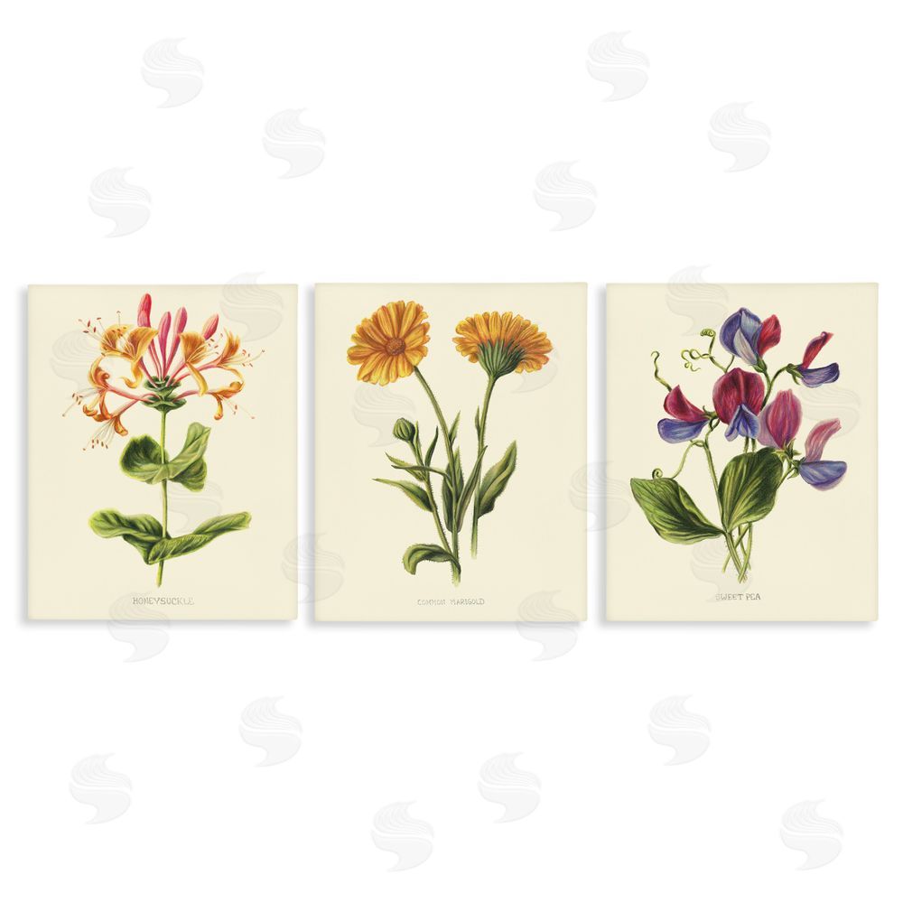 Connie Resch Flowering Plants Vintage Illustration Stretched Canvas Wall Art Print