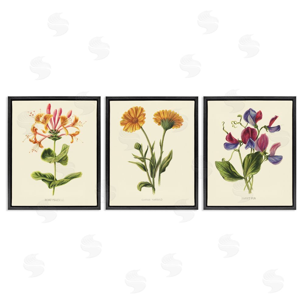 Connie Resch Flowering Plants Vintage Illustration Black Floating Frame Canvas Wall Art Print
