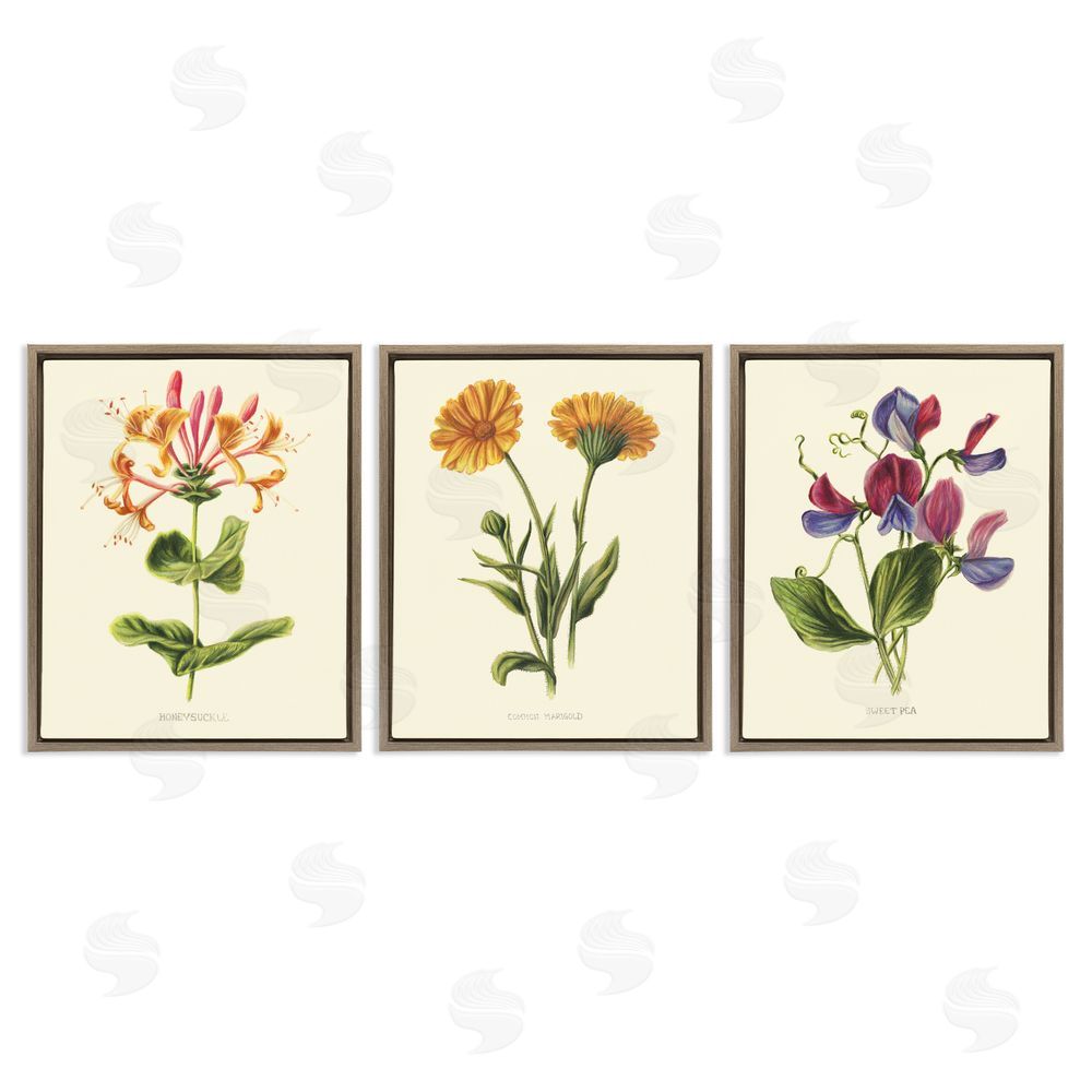 Connie Resch Flowering Plants Vintage Illustration Brown Floating Frame Canvas Wall Art Print
