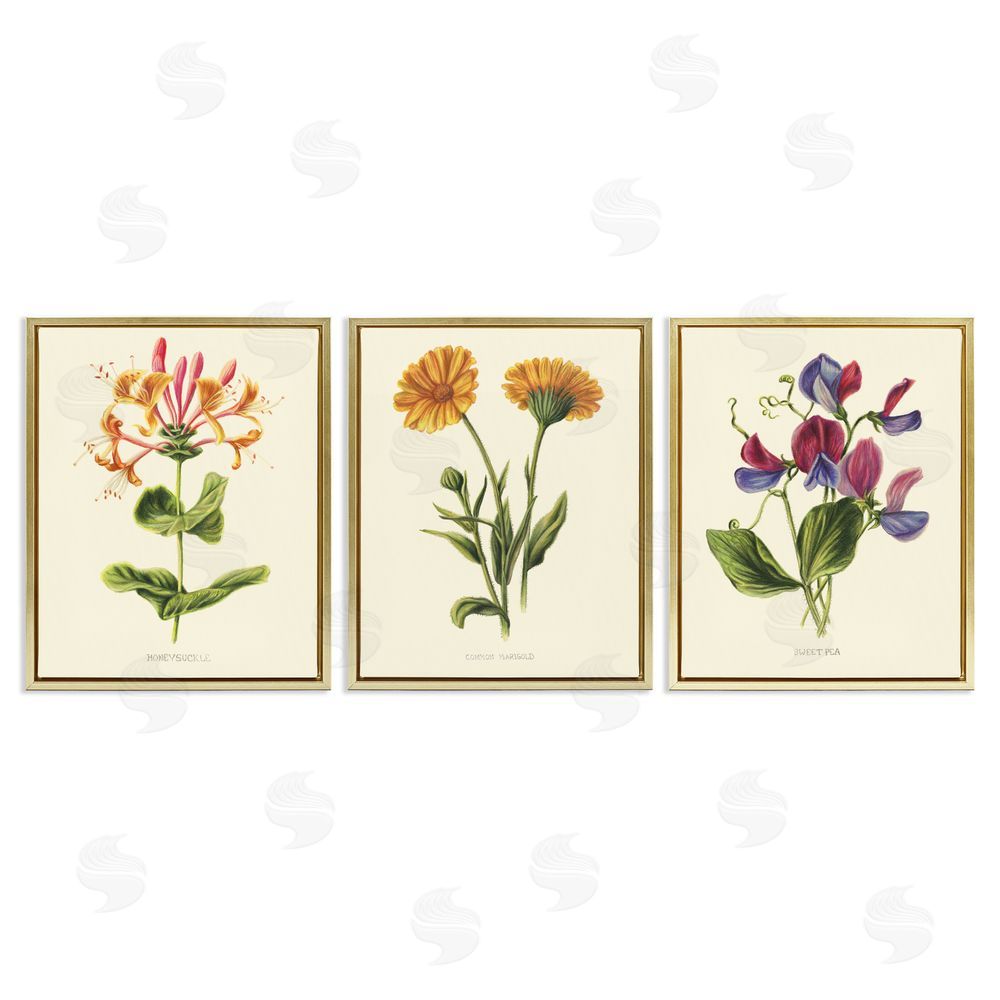 Connie Resch Flowering Plants Vintage Illustration Gold Floating Frame Canvas Wall Art Print